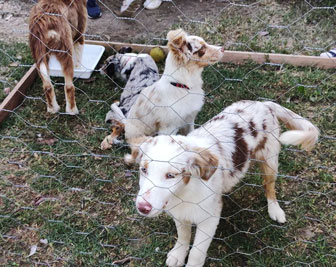 RONCADE FIERA DEI OSEI FIERA DEGLI UCCELLI esposizione cani